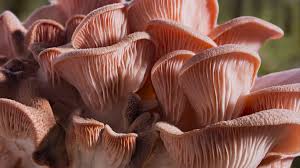 Mushrooms