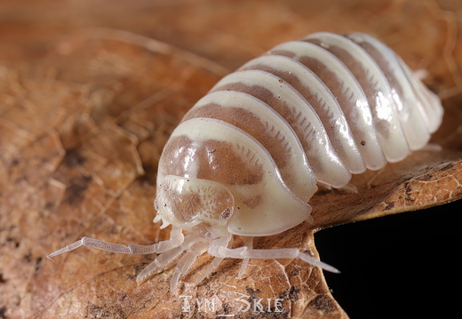 Skeleton isopods
