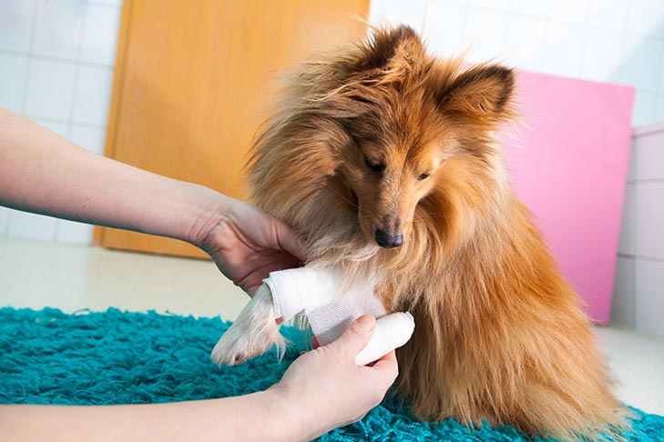 Neosporin for dogs